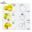 Picture of Bangla English written Fruits  Flash Card